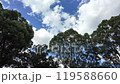 look up at the forest sky 119588660
