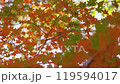 Autumn Leaves 16-4k Autumn Leaves 16-4k 119594017
