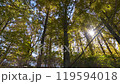 Autumn Leaves 17-4k Autumn Leaves 17-4k 119594018