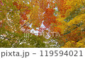 Autumn leaves 2-4k Autumn leaves 2-4k 119594021