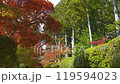 Autumn Leaves 21-4k Autumn Leaves 21-4k 119594023