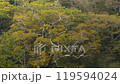 Autumn Leaves 22-4k Autumn Leaves 22-4k 119594024
