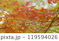 Autumn leaves 3-4k Autumn leaves 3-4k 119594026