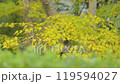 Autumn leaves 4-4k Autumn leaves 4-4k 119594027