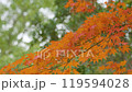 Autumn Leaves 5-4k Autumn Leaves 5-4k 119594028