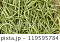 Green beans fresh from the Italian market 119595784