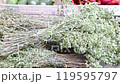 Fresh Italian Oregano at Southern Italy Market 119595797