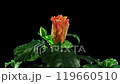 Time lapse of blooming orange hibiscus flower 119660510