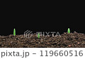 Time lapse of growing onion sprouts 119660516
