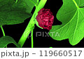 Time lapse of blooming red filled mallow flower 119660517