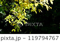 Yellow leaves swaying in the autumn sunlight 119794767