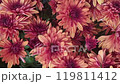 blooming Korean multiflora chrysanthemum in nature 119811412