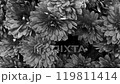 blooming Korean multiflora chrysanthemum in nature 119811414