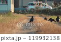 [野生動物]稻田路上的烏鴉_互相嬉戲 119932138