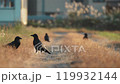 [野生動物]稻田路上的烏鴉_互相嬉戲 119932144