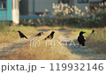 【野生動物】和烏鴉一起走在稻田小路上 119932146