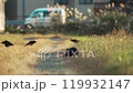 [野生動物]稻田路上的烏鴉_互相嬉戲 119932147