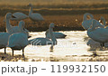 【野生動物】日出後的稻田和天鵝 119932150