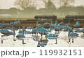 【野生動物】日出後的稻田和天鵝 119932151