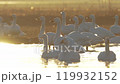【野生動物】日出後的稻田和天鵝 119932152