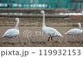 [野生動物] 稻田和天鵝_脖子關閉 119932153