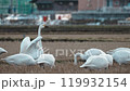 [野生動物]稻田與天鵝_扇動翅膀 119932154