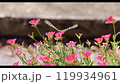 Butterfly-05 119934961