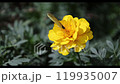 Butterfly-06 119935007