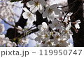 Cherry blossoms and blue sky 4K 119950747