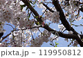 Cherry blossoms and blue sky left pan 4K 119950812