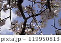Cherry blossoms and blue sky right pan 4K 119950813
