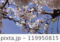 Cherry blossoms and blue sky, 4K 119950815
