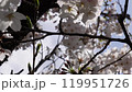 Cherry blossoms close-up and blue sky left pan 4K 119951726