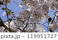 Cherry blossoms and blue sky 4K 119951727