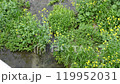 Spring brook 119952031