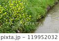 Carp swimming in a stream in spring 119952032
