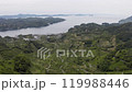 Mandarin orange fields and the Uwa Sea seen from near Hoketsu Pass (Seiyo City, Ehime Prefecture) 119988446