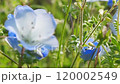 Nemophila 120002549