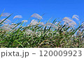 A cluster of silver grass swaying in the north wind 120009923