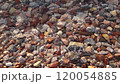 Transparent water of red sea calm surf covers red and white beach pebbles close up 120054885