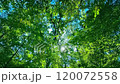 綠色森林陽光 120072558