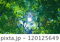 綠色森林陽光 120125649