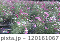 風に揺れるコスモスの花 120161067