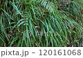 風に揺れる雑草 120161068