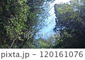 木々の風に揺れる葉のざわめき 120161076