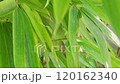  Bamboo grove 120162340