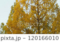 Metasequoia 120166010