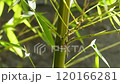  Bamboo grove 120166281