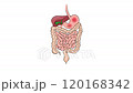 HELICOBACTER PYLORI VIDEO Educational animated diagram for medical school students 120168342