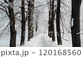 Beautiful winter landscape. Christmas and New Year mood. 120168560